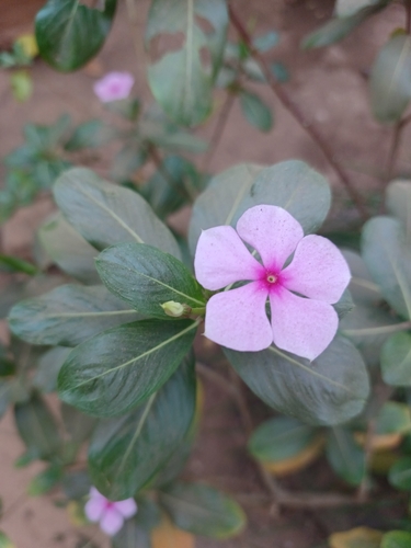 Madagascar Periwinkle