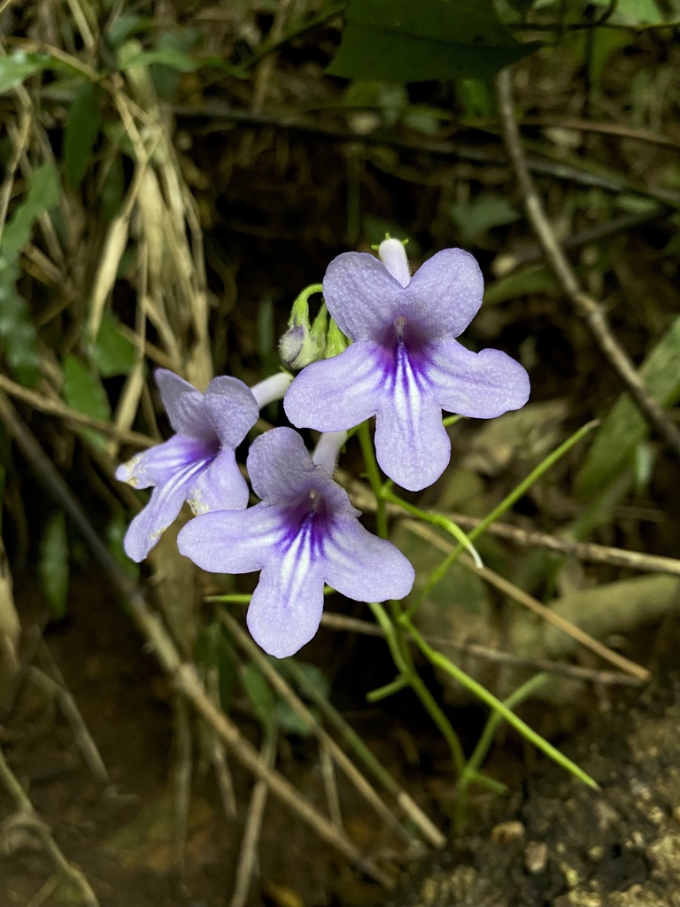 ウシノシタ (Streptocarpus wendlandii) · iNaturalist
