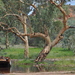 Eucalyptus camaldulensis arida - Photo (c) Owen Gale, all rights reserved