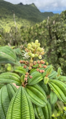 Miconia sintenisii Cogn.