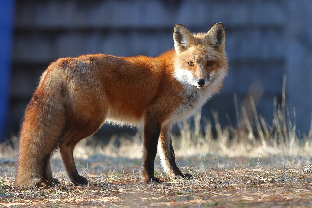 Eastern American Red Fox from Wellfleet, MA, USA on January 2, 2024 at ...