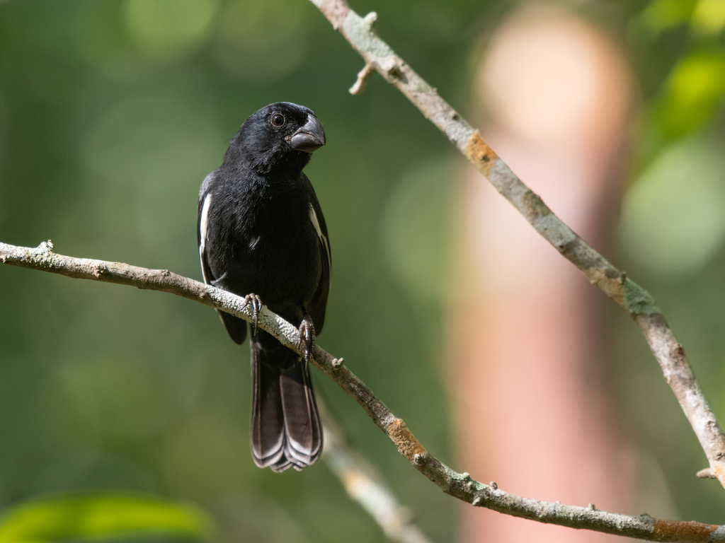 Grand Cayman Bullfinch (Melopyrrha taylori) photo