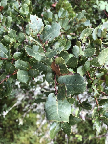 Quercus × eborense