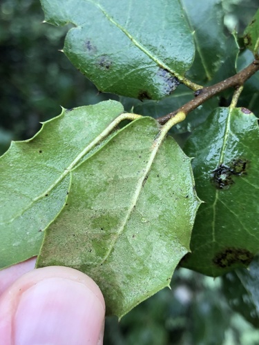 Quercus × eborense