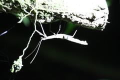 Pseudophasma unicolor image