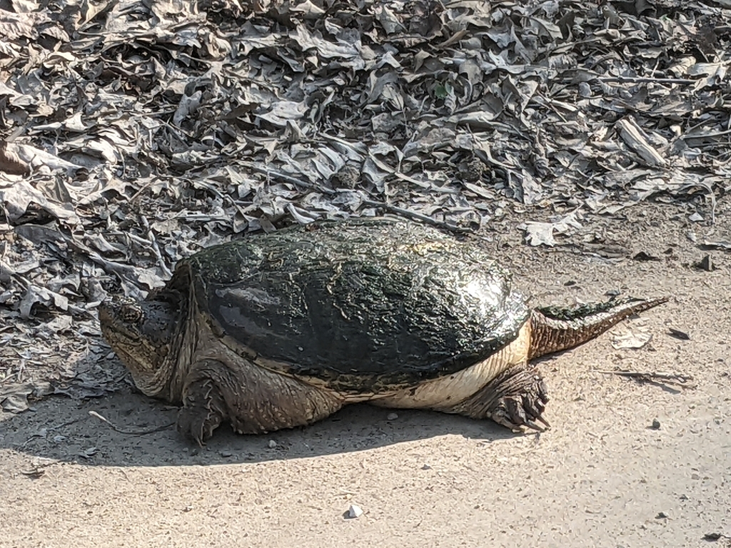 Common Snapping Turtle From New Boston MI 48164 USA On May 10 2022   Large 