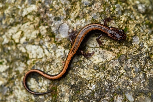 Gold-striped salamander