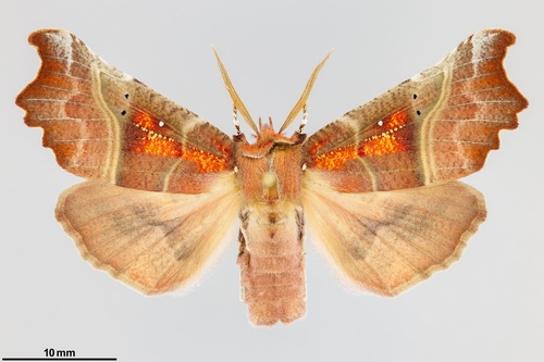 iNaturalist observation photo of Herald Moth