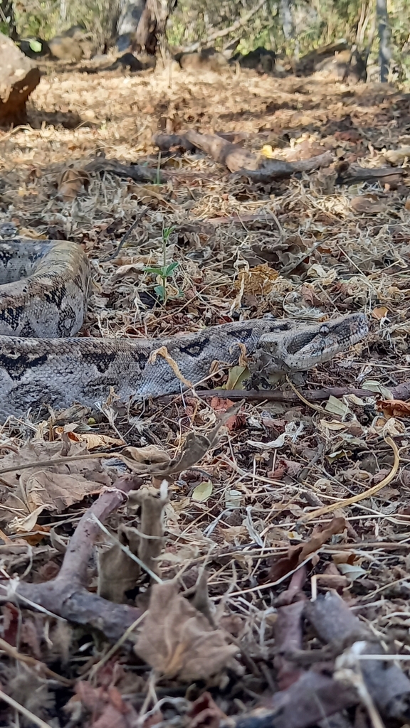 Mexican West Coast Boa Constrictor from 45436 Jal., México on January 3 ...