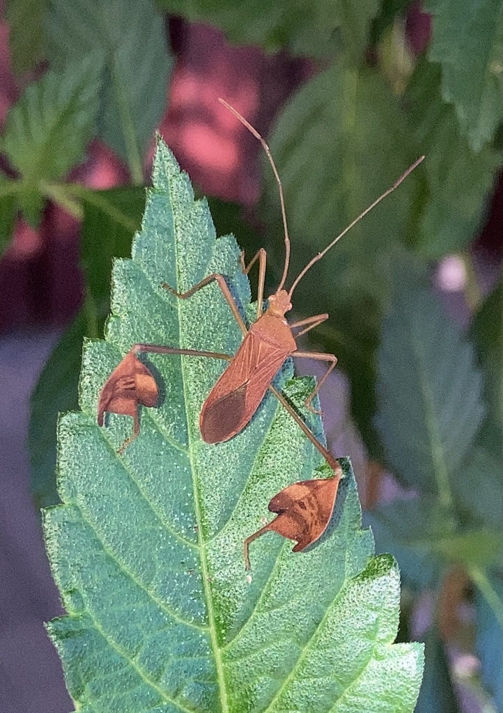 Bitta affinis from Calzada Kohunlich, Chetumal, Q. Roo., MX on January ...