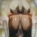紅螯蛛屬 - Photo 由 Frederik Leck Fischer 所上傳的 (c) Frederik Leck Fischer，保留所有權利