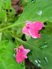 Impatiens walleriana image