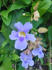 Thunbergia grandiflora image