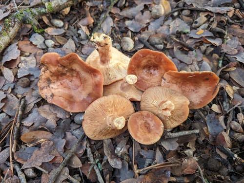 Yellow-staining Milk Cap