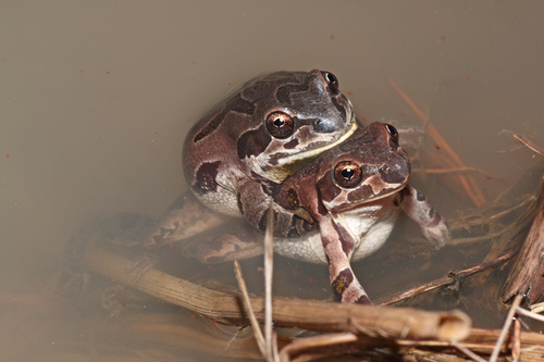 Illinois Chorus Frog