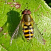 凹帶食蚜蠅 - Photo 由 Miranda Engelshoven 所上傳的 (c) Miranda Engelshoven，保留所有權利