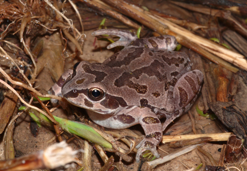 Illinois Chorus Frog