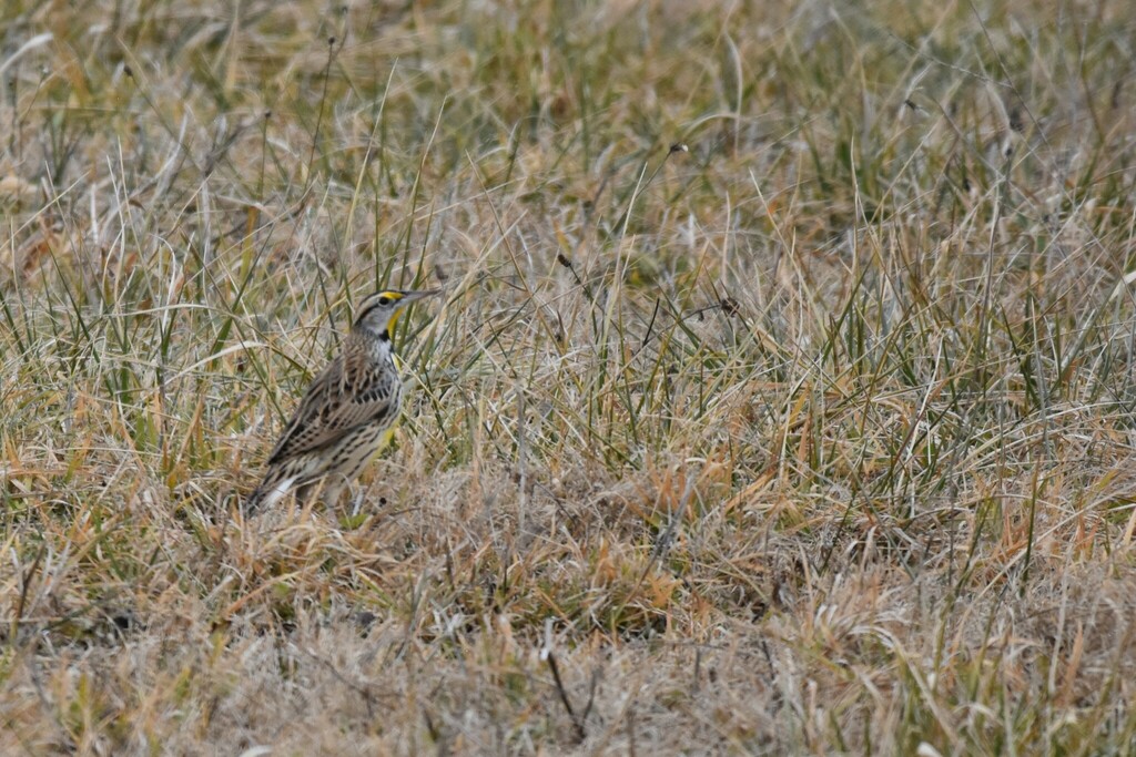 Eastern Meadowlark from Johnson County, TN, USA on January 3, 2024 at