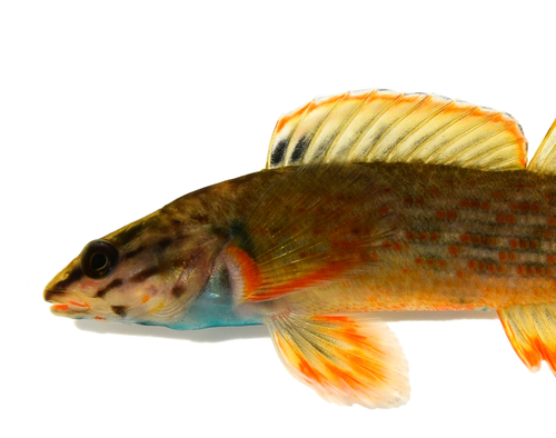 Redline Darter