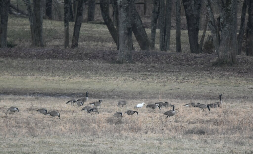 Snow Goose From Johnson County TN USA On January 3 2024 At 01 52 PM   Large 