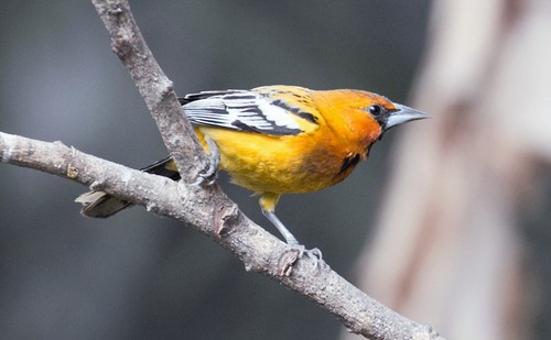 Streak-backed Oriole