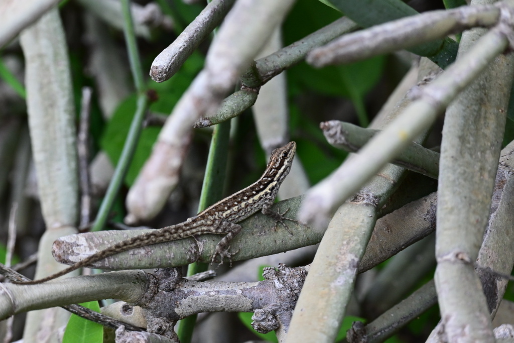 Socotra Rock Gecko from Socotra on December 27, 2023 at 11:35 AM by ...