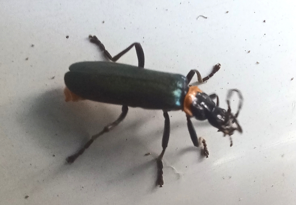 Plague Soldier Beetle from Kaye Rd/Alexander Ave, Upwey VIC 3158