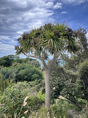 Cordyline australis (G.Forst.) Endl.