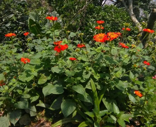 Red Sunflower