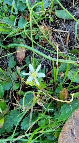 iNaturalist observation photo of Sea Muilla