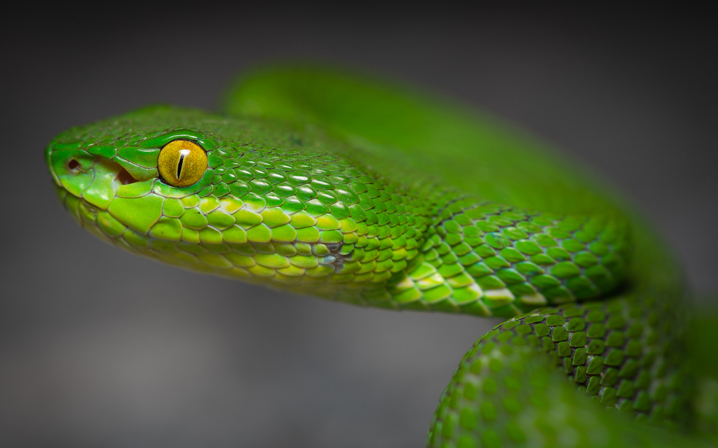 White-lipped Pit Viper from Nai Mueang, Mueang Nakhon Ratchasima ...