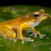 Litoria pronimia - Photo (c) Jono Dashper, all rights reserved, uploaded by Jono Dashper