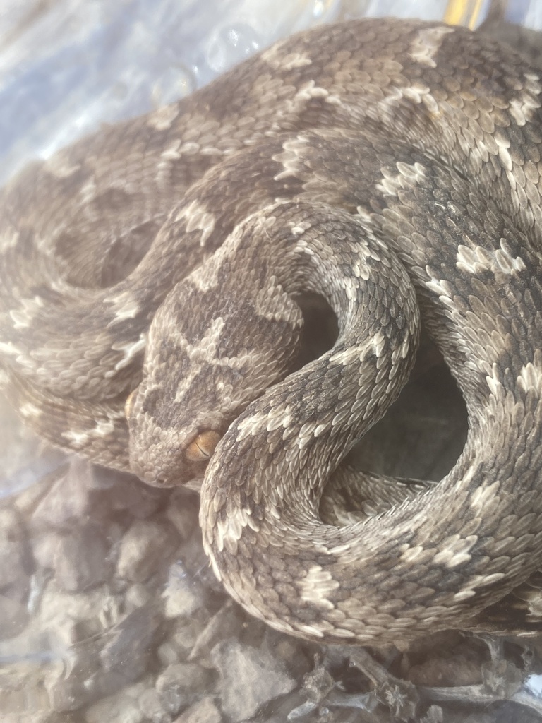 Saw Scaled Viper From Al Batinah OM On January 4 2024 At 01 52 PM By   Large 