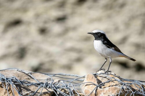 Mourning Wheatear