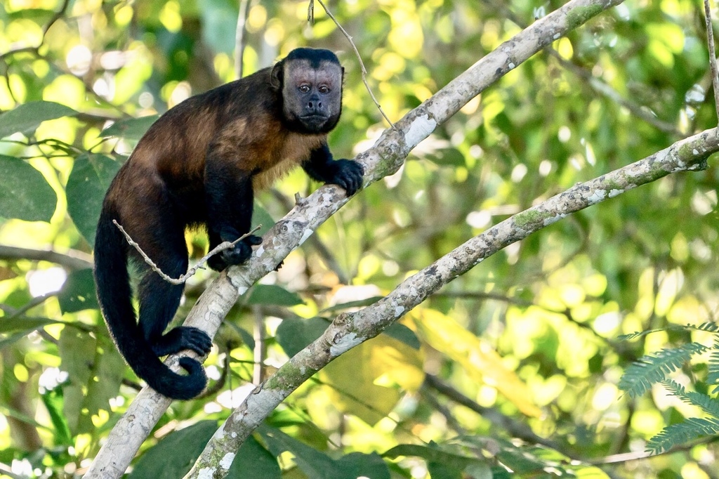 Macaco-prego, Os Macaco-prego (Cebus apella) são macacos do…