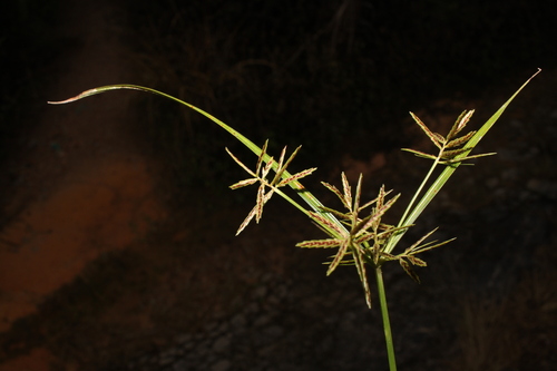 Cyperus sphacelatus Rottb.