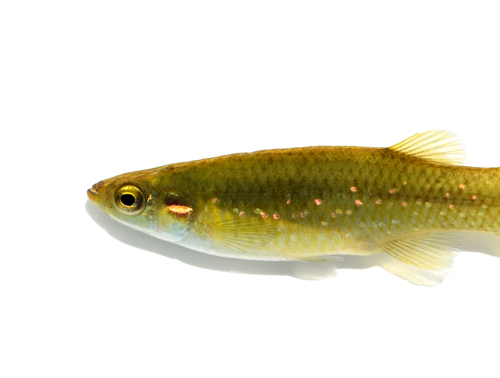 Golden Topminnow