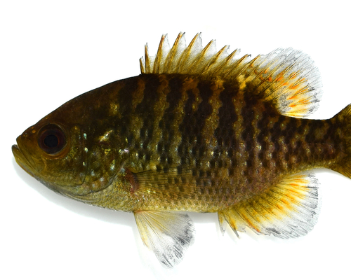 Bantam Sunfish