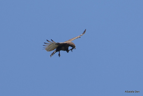 Brown Snake-Eagle