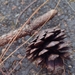 Pinus kesiya langbianensis - Photo 由 Lars Mannzen 所上傳的 (c) Lars Mannzen，保留所有權利
