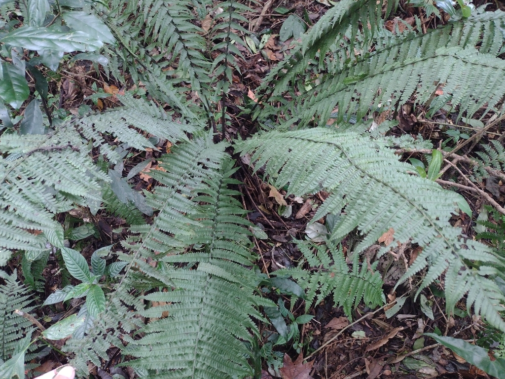 Diplazium stoliczkae (Diplazium stoliczkae)