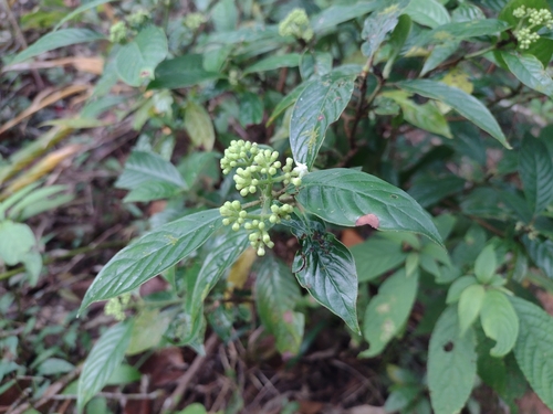 Psychotria langbianensis · iNaturalist