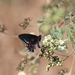 Mariposas Cola de Golondrina Azul de Tres Marias - Photo (c) Sinead Gómez, todos los derechos reservados, subido por Sinead Gómez