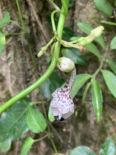Ceropegia humbertii