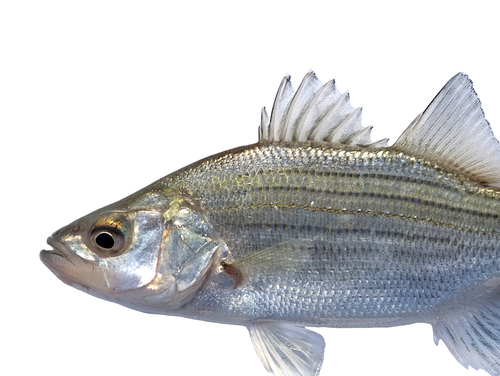 White Bass