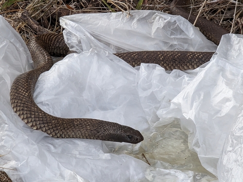 Blue-bellied Black Snake sighting