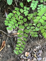 Adiantum amplum image