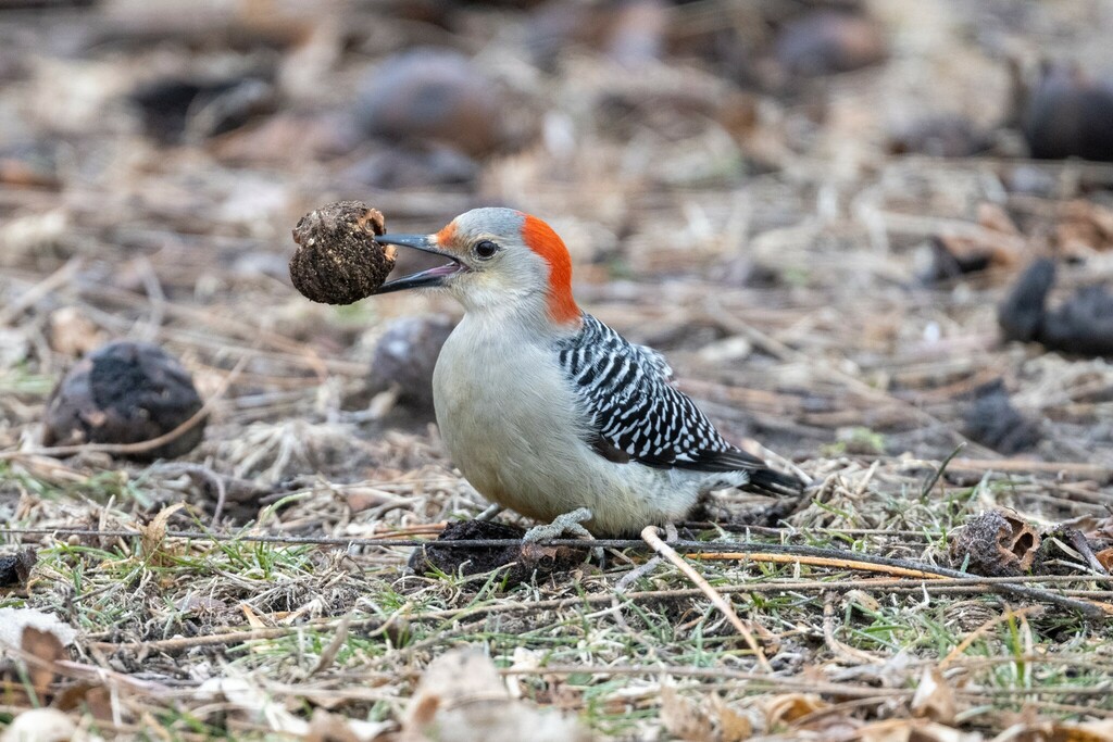 Red-bellied Woodpecker from Branched Oak State Recreation Area, 12000 W ...