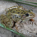 Plains Leopard Frog - Photo (c) Jake Scott, all rights reserved, uploaded by Jake Scott