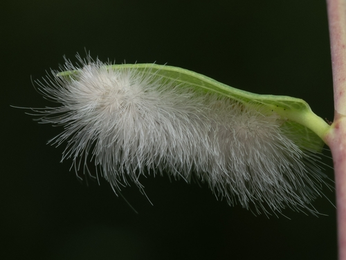Delicate Cycnia Moth